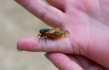A cicada resting on a person's finger.