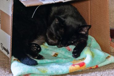 Black cat sleeping peacefully inside a cardboard box on a soft blanket.