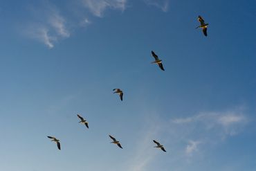 Pelicans flying over Davenport, Iowa. 