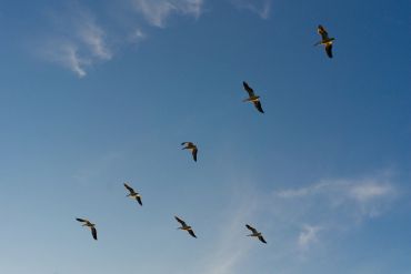 A group of birds flying in formation against a clear blue sky.