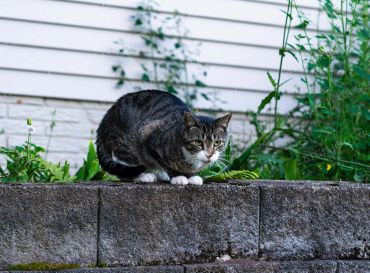 A tabby cat crouching on a stone ledge near greenery and a house wall.