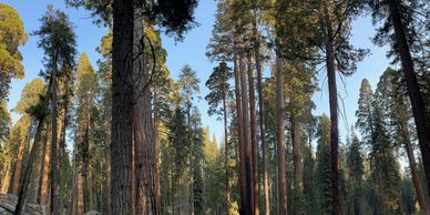 Giant Sequoia Trees on the Congress Trail in Sequoia National Park