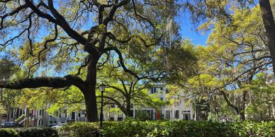 Oak trees in a famous square in Savannah, Georgia