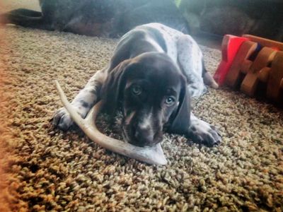 Timber Hill Farm German Shorthaired Pointer puppies