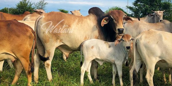 Wastani bull moderate long eared cattle 