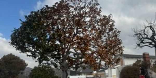 A tree with half green and half brown leaves.