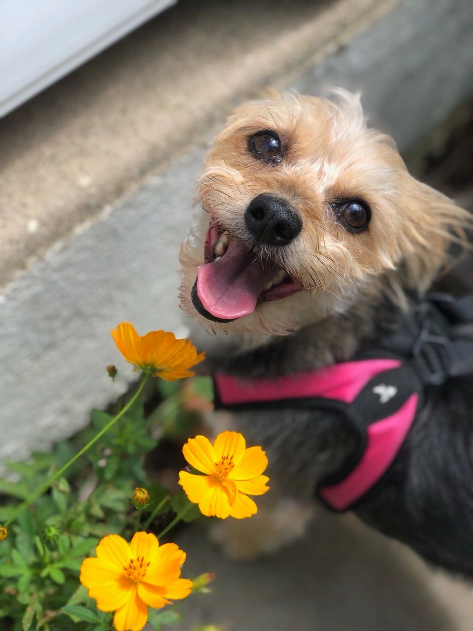 No Worries Pet Sitting