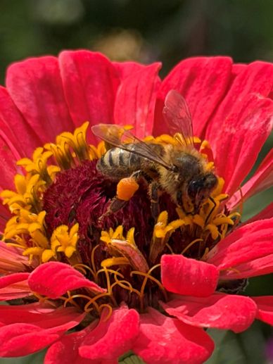 A bee collecting pollen on a vibrant red and yellow flower.