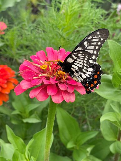 A black and white butterfly on a vibrant pink flower in a garden.