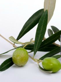 olive leaf extract