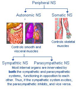 Peripheral NS