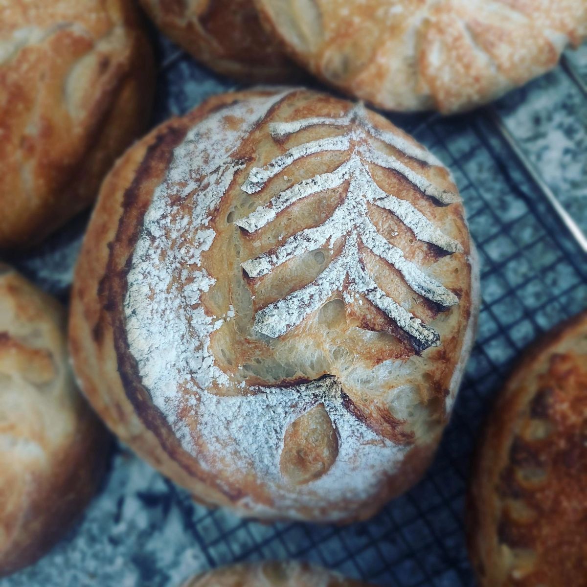 Sourdough Rounds Sourdough Round