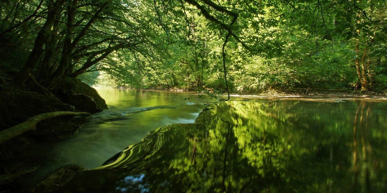 ATHIRAPPILLI - VAZHCHAL FOREST & RIVER CONTAINS FULL OF HERBS  . FOREST BATHING BY FOREST BATH CLUB