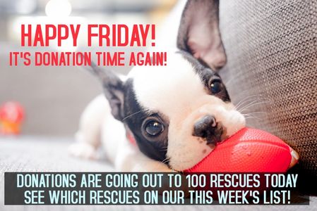 Cute dog with donation message for pet rescues.
