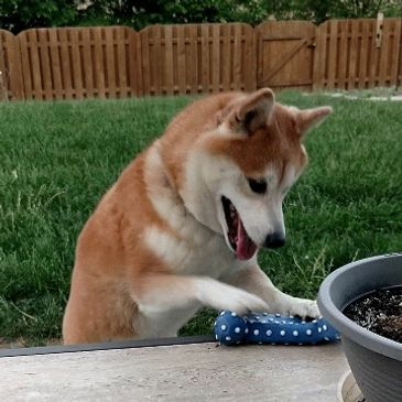 Apply To Rescue Or Foster Americas Basenji Shiba Inu Rescue