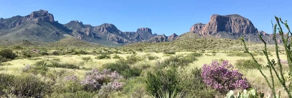 Blooming Cenizo in Big Bend National Park
