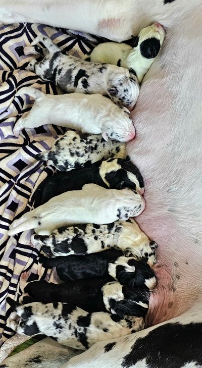 We welcomed 10 STUNNING puppies 8/23/2025