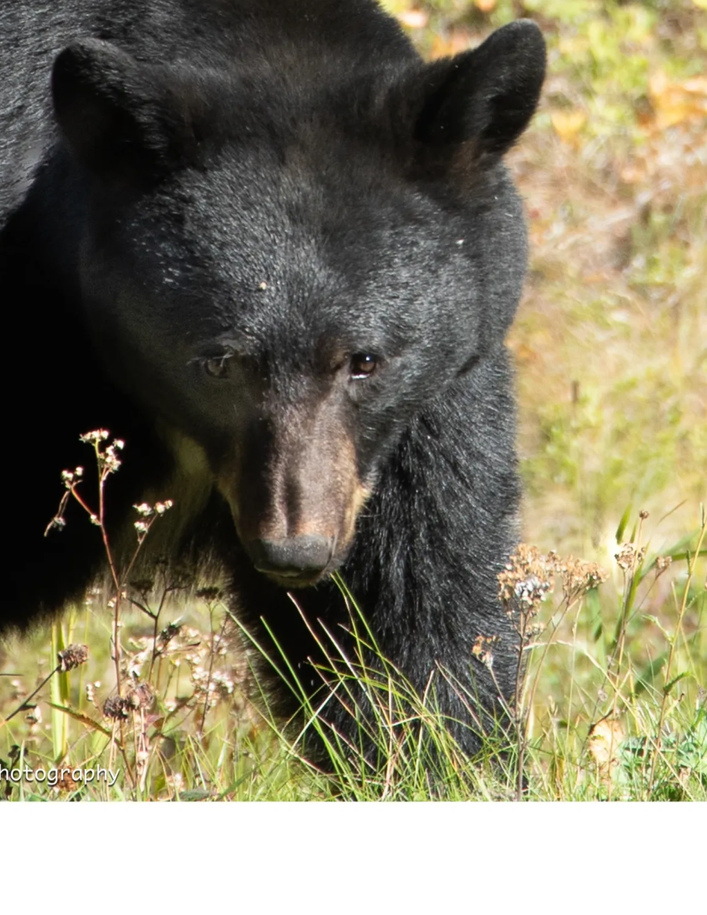 Close-up of a black bear in natural habitat.