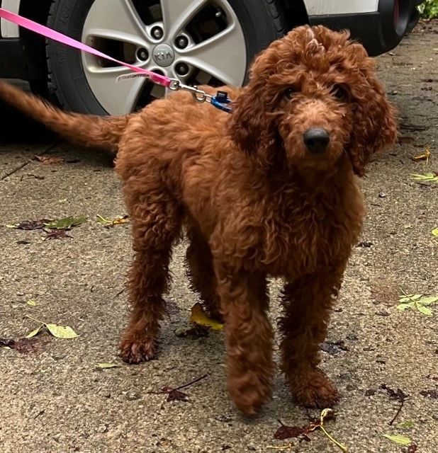 How Much Water Does A 40 Pound Dog Need