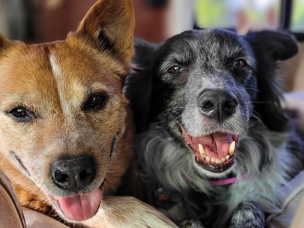 Red heeler and border collie smiling next to each other