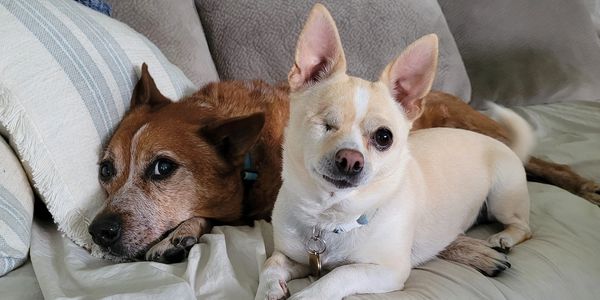 Red heeler dog and one-eyed chihuahua snuggling on couch