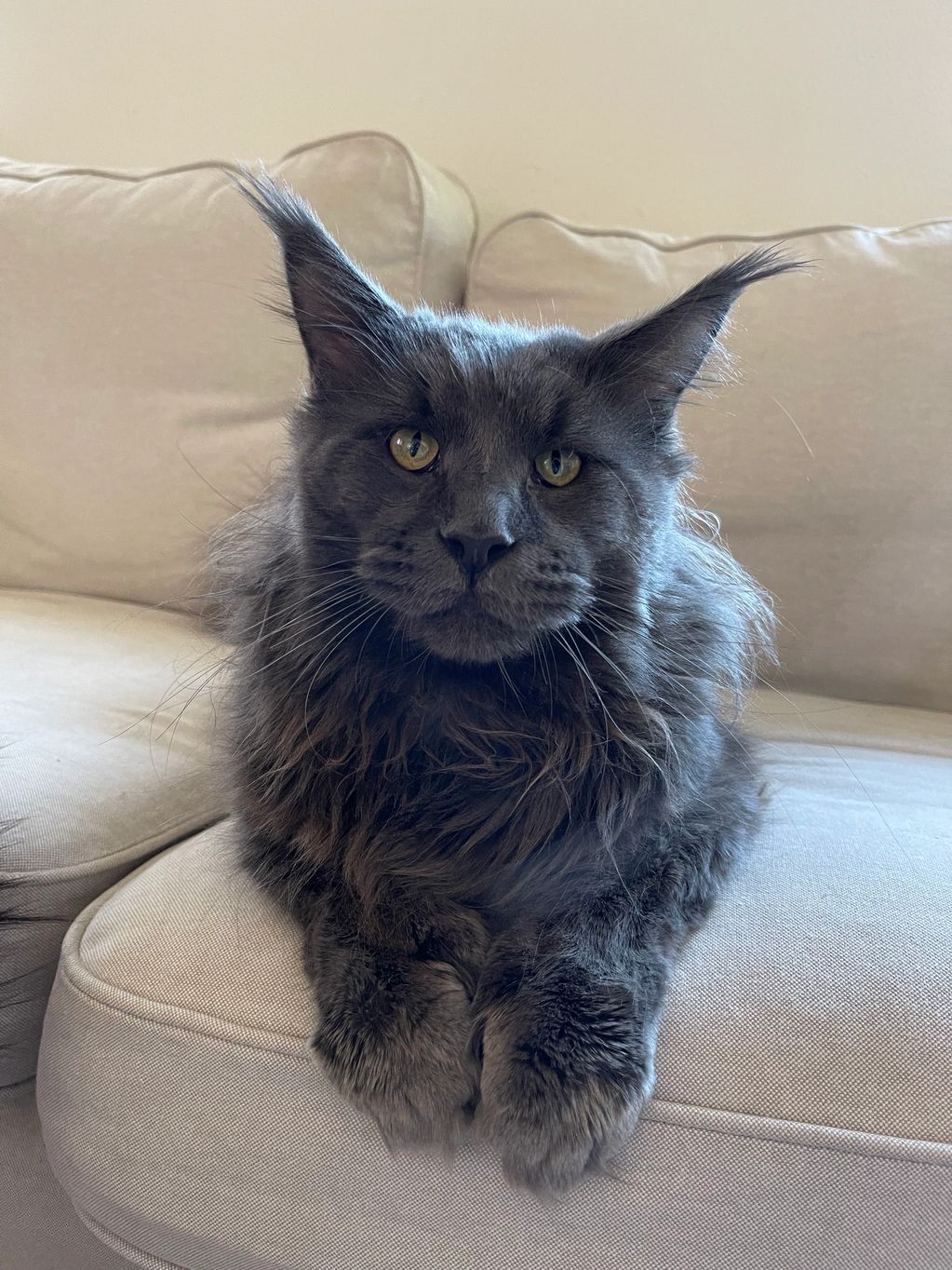Very huge maine coon male, solid blue colored fur. Looks vicious. Huge tassels. Laying on the couch