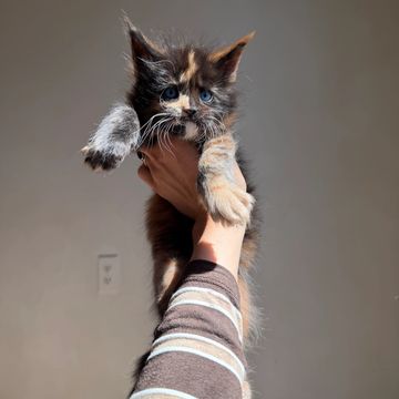 Fluffy kitten held up by a hand.