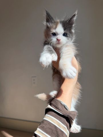 A fluffy kitten held up by a hand.