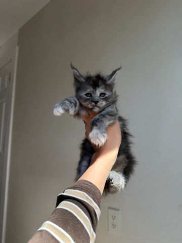A fluffy kitten held up by a hand.