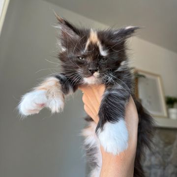 Tortie Maine coon kitten polydactyl 