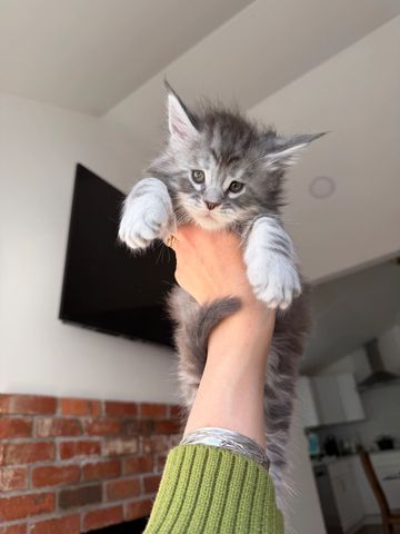 Fluffy gray kitten held up by a hand.