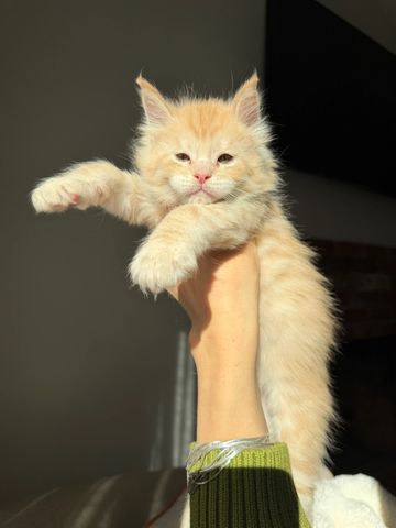 Light orange fluffy kitten held up by a hand.