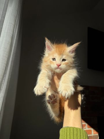 Cute ginger kitten held up by a hand.