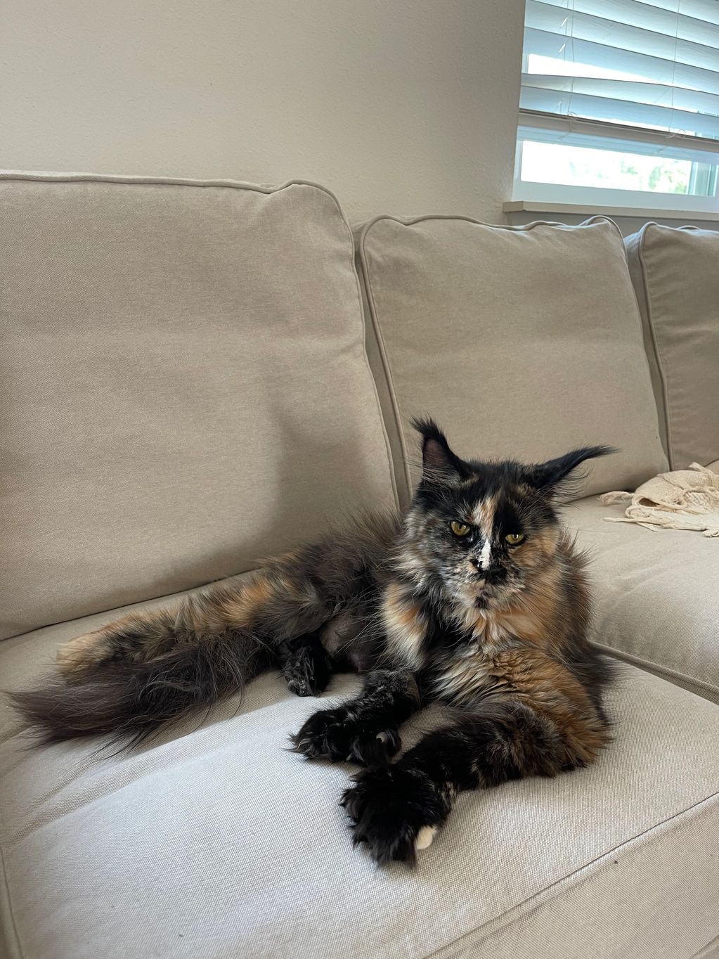 Wild looking Maine Coon cat, large tassels and fluffy fur. Looks like caracal. Tortoiseshell colored
