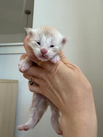 A tiny newborn kitten held gently in a person's hand.