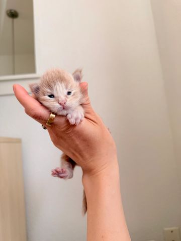 Tiny kitten cradled gently in a person's hand.