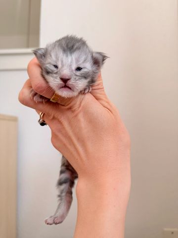 A tiny newborn kitten held gently in a person's hand.