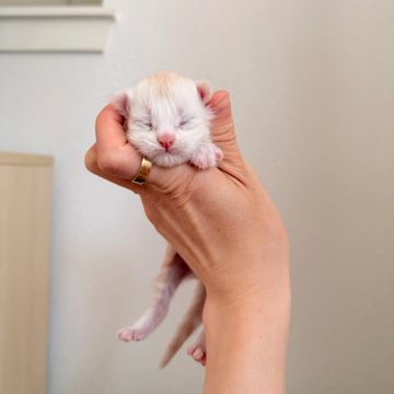 Tiny newborn kitten gently held in a hand.