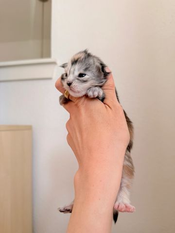 A tiny newborn kitten held gently in a person's hand.