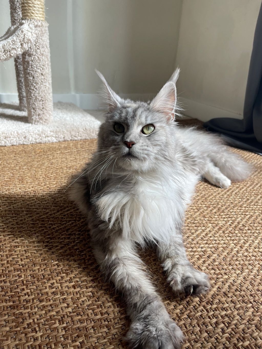Maine coon queen, silver tabby, located in Seattle Washington, Maine coon kittens for sale, poly