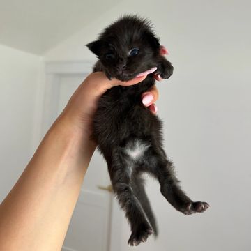 A tiny black kitten being gently held up by a hand.