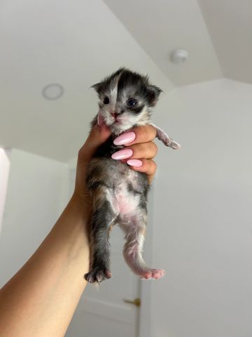 Tiny newborn kitten held gently in hand.