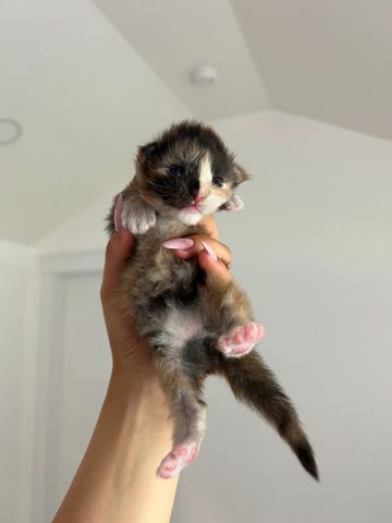 A tiny, fluffy kitten is held gently in a person's hand.