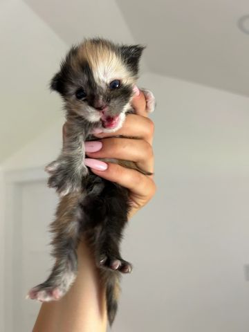 Tiny multicolored kitten held gently in hand, meowing.