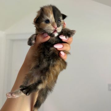 A tiny calico kitten held gently in a person's hand.