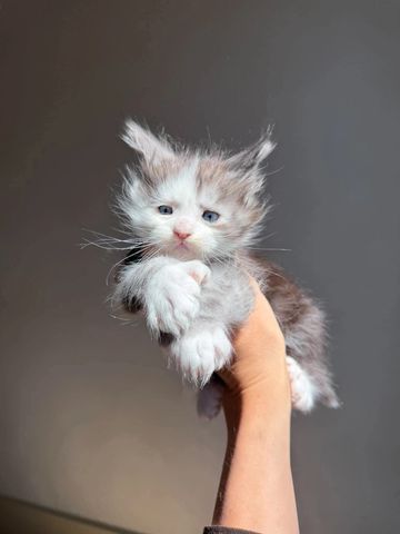 Fluffy kitten being held up.
