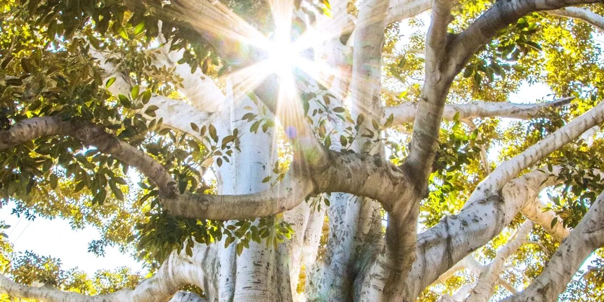 sun shining through trees