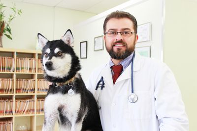 Dr. Walter is hanging out with Rocky, an active Akita who just recovered from an ear infection. 