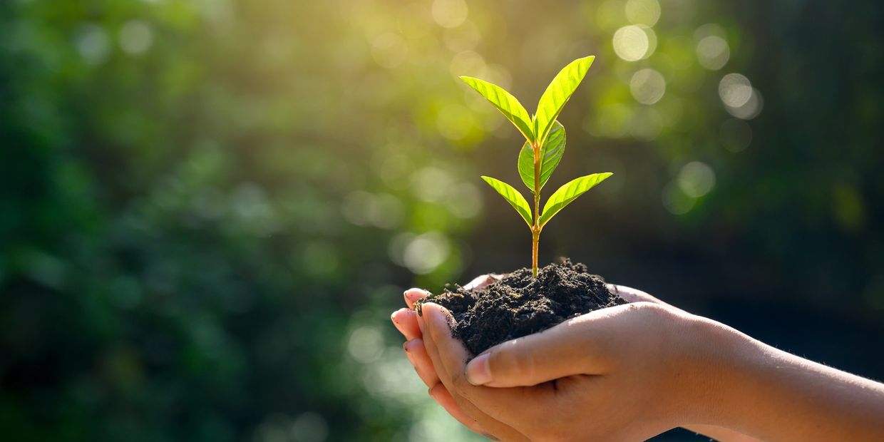 Cupped hands holding sapling, representing growth and nurture