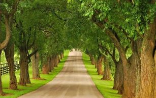 Tree-lined road with a bright path.